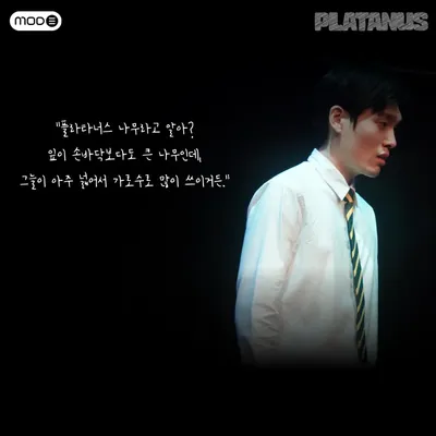 플라타너스